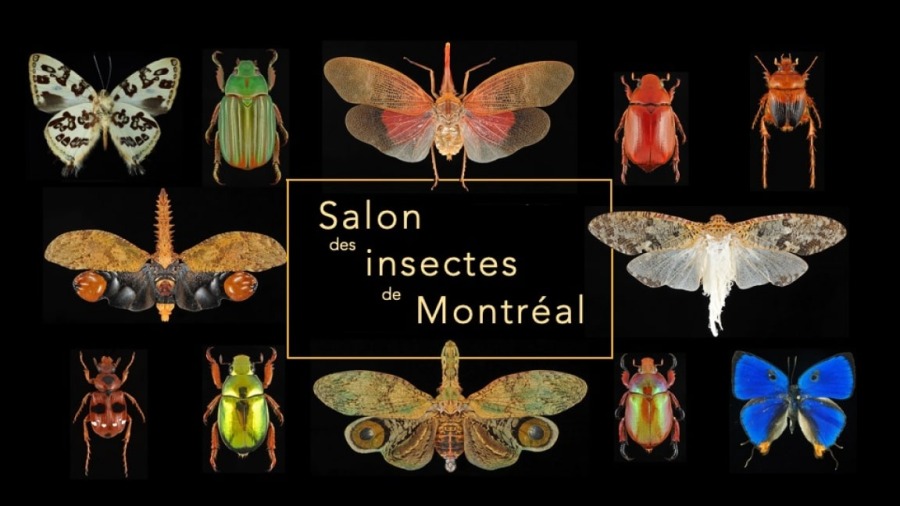 В Монреале пройдет крупнейшая в Канаде энтомологическая выставка 