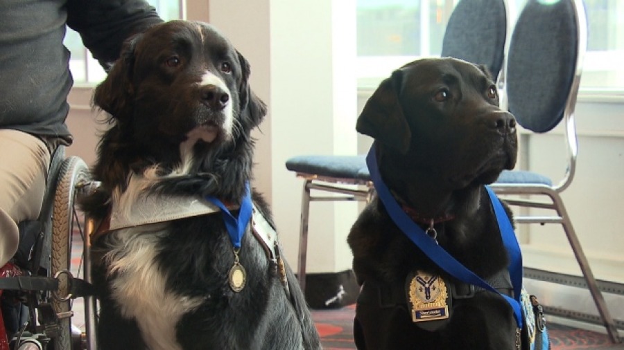 Двух собак-героев наградили медалями в Зале славы Квебекской ассоциации ветеринаров