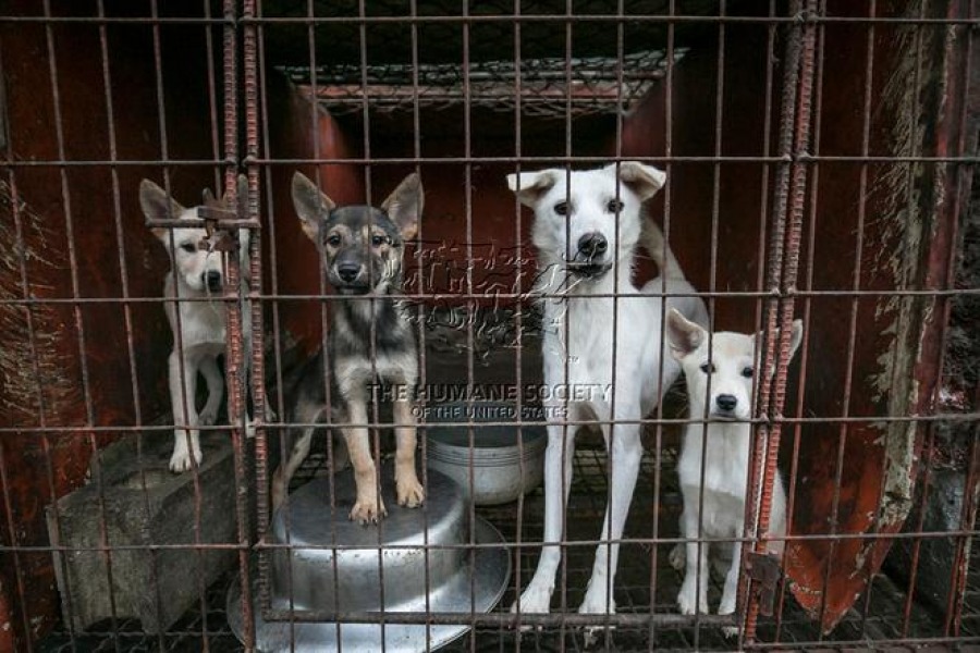 Монреаль дал приют собакам, которых выращивали в Южной Корее на мясо