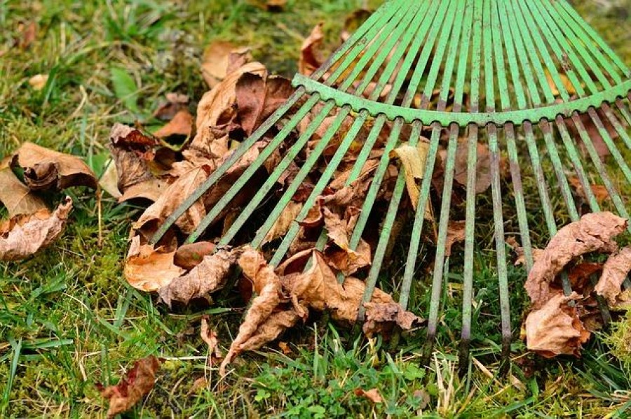 Хорошие новости для ленивых: оставляйте опавшие листья на газонах