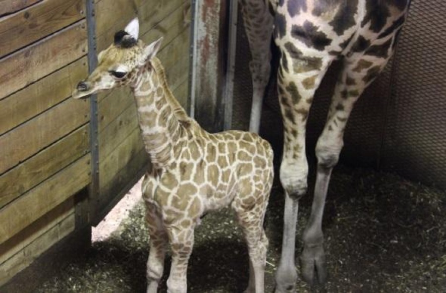 Выберите имя юной жирафе, родившейся в ноябре в парке Safari