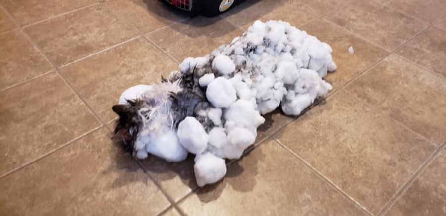 Замерзшая на морозе кошка реанимирована 