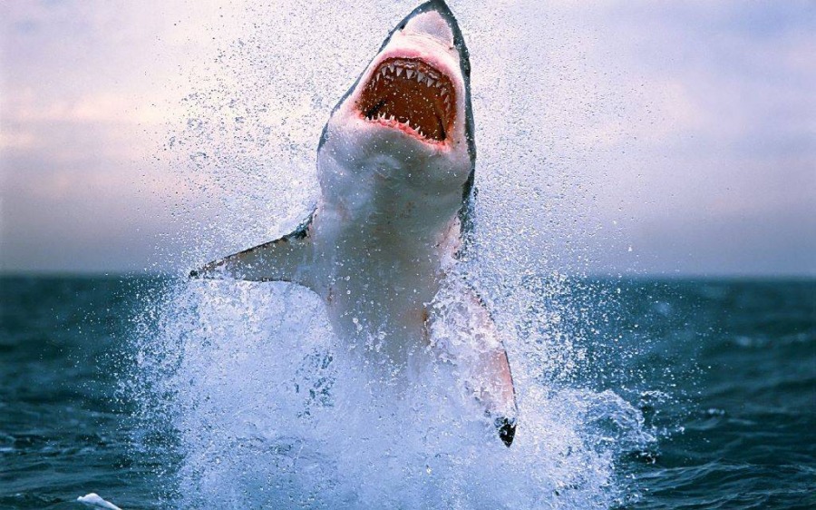 В Holguin (Куба) акула убила человека
