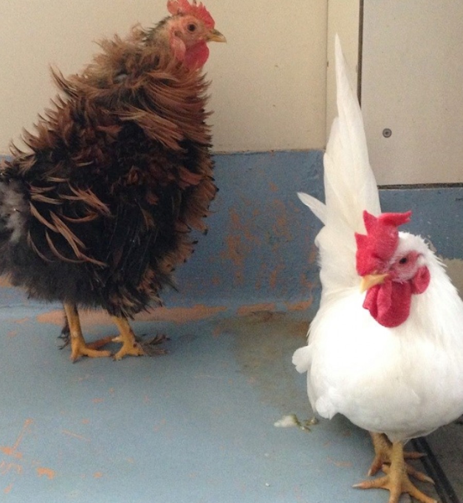 SPCA борется с растущим числом брошенных кур и цыплят