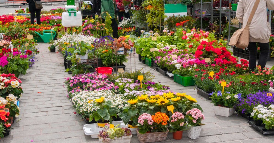 Цветы, рассада и компост – подарок Монреаля своим жителям 