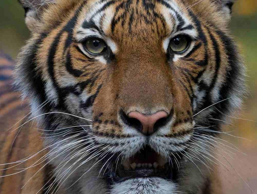 В нью-йоркском зоопарке тигрица заразилась коронавирусом